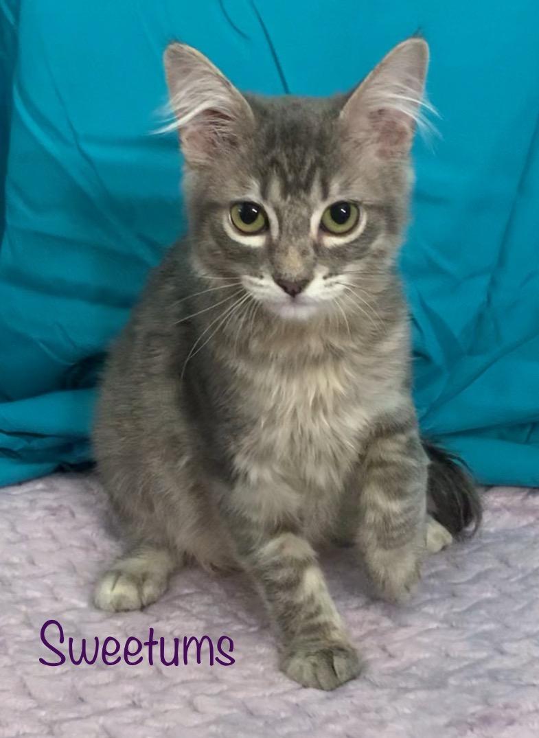 Sweetums, an adopted Domestic Medium Hair in Dixon, CA image 3/3