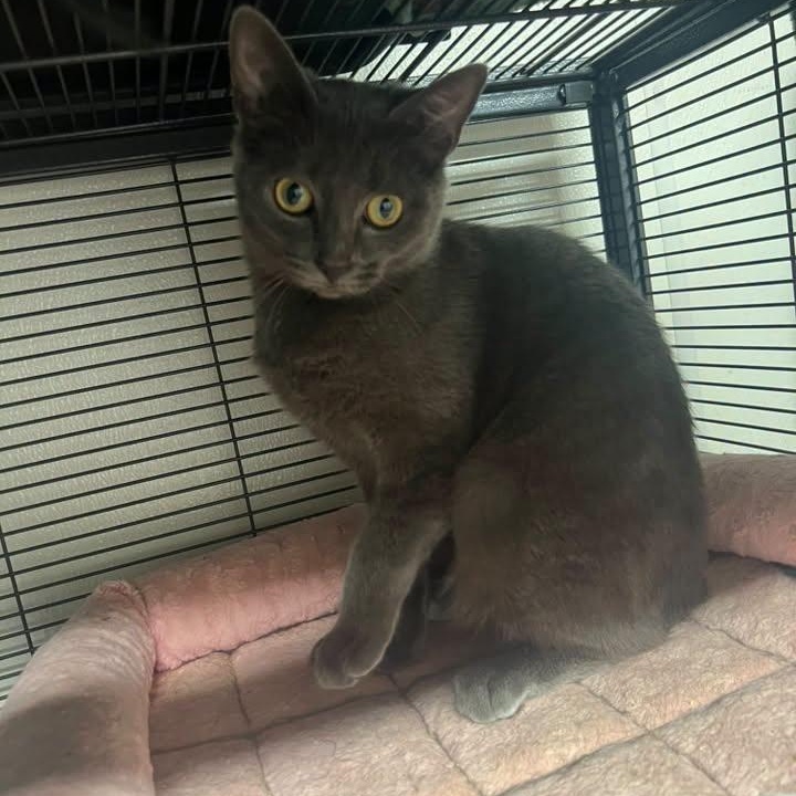 Rosie, Adoptable, Kitten Female Domestic Short Hair.