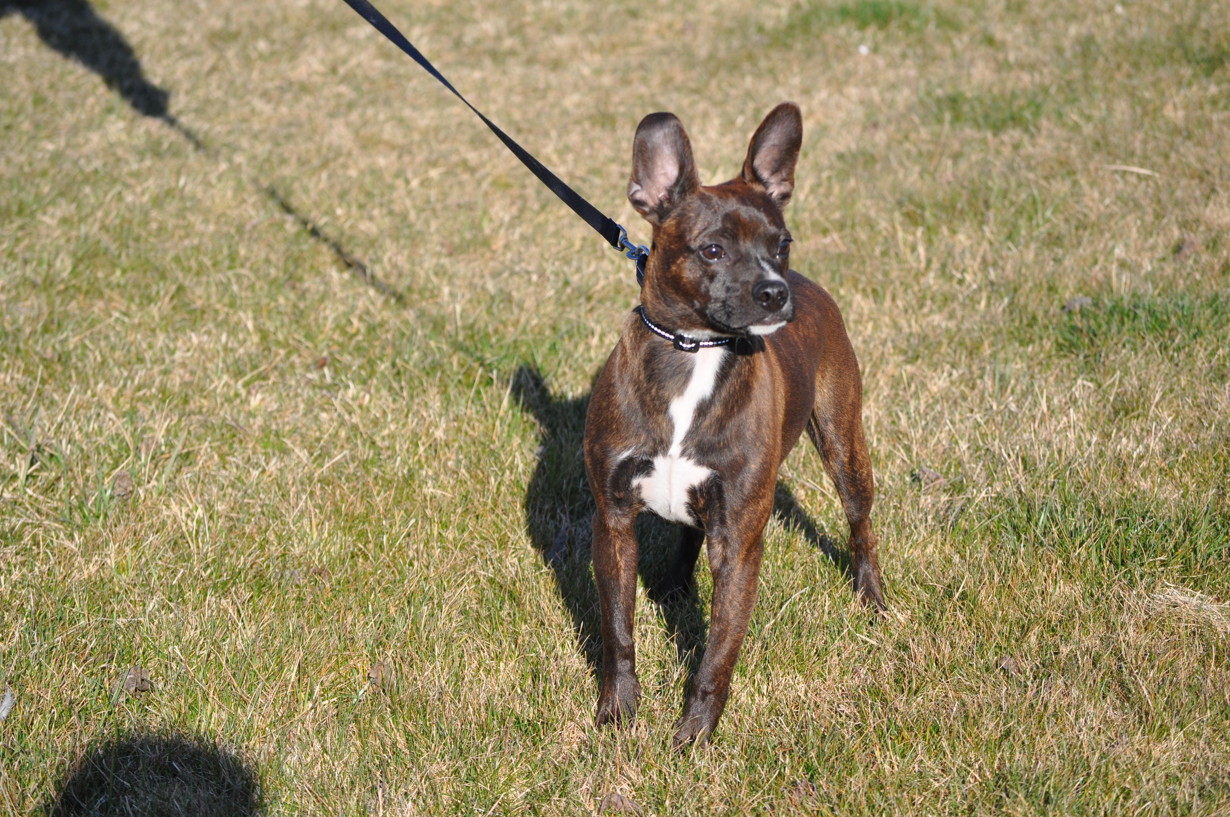 AJ, an adopted mixed breed in Union Gap, WA image 6/6