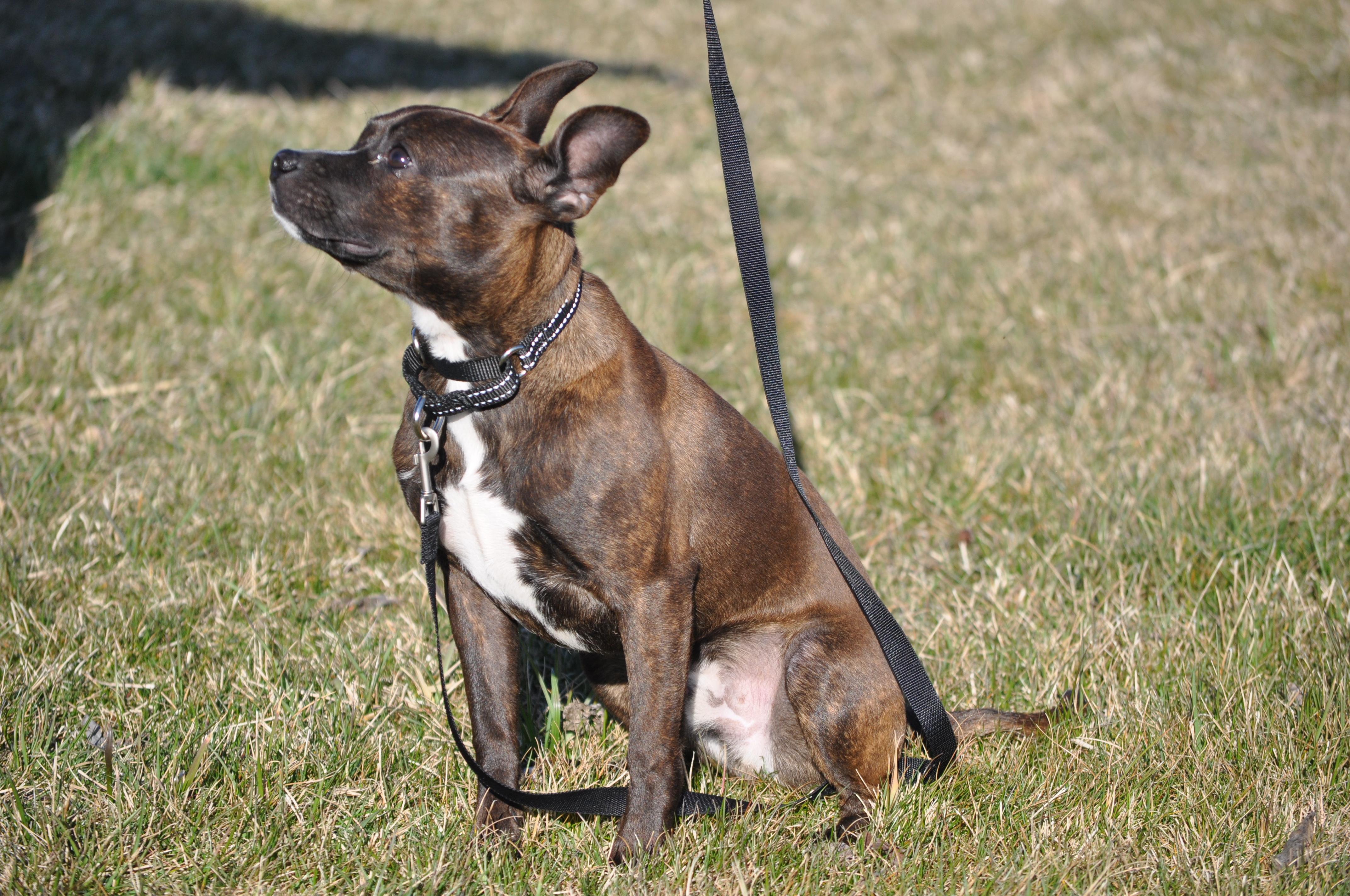 AJ, an adopted mixed breed in Union Gap, WA image 2/6