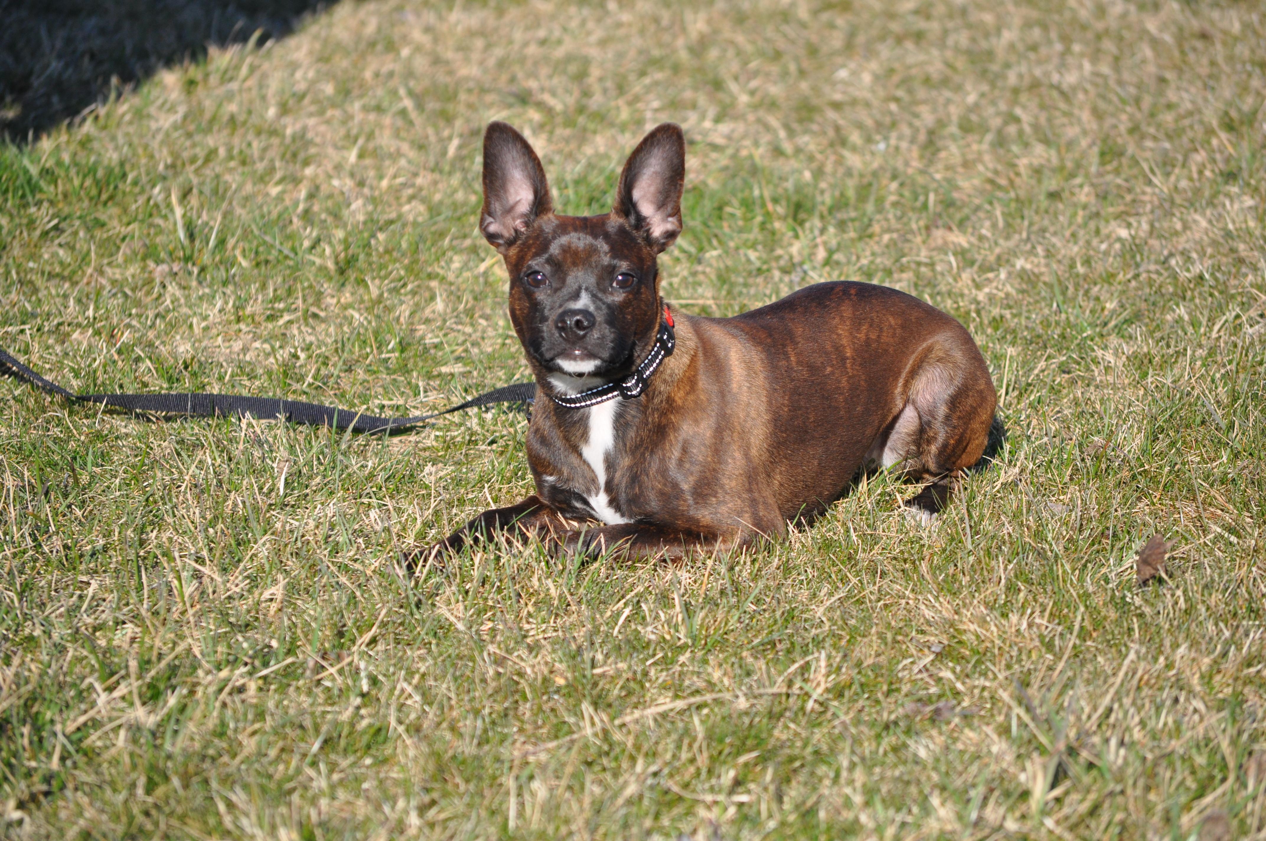 AJ, an adopted mixed breed in Union Gap, WA image 3/6