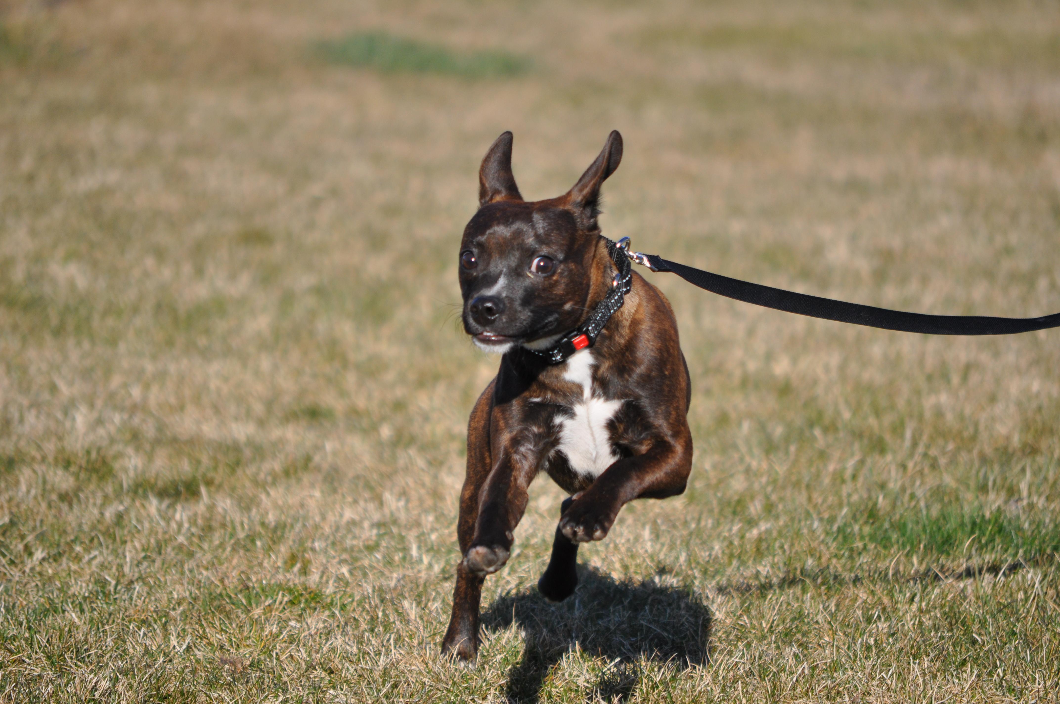 AJ, an adopted mixed breed in Union Gap, WA image 4/6
