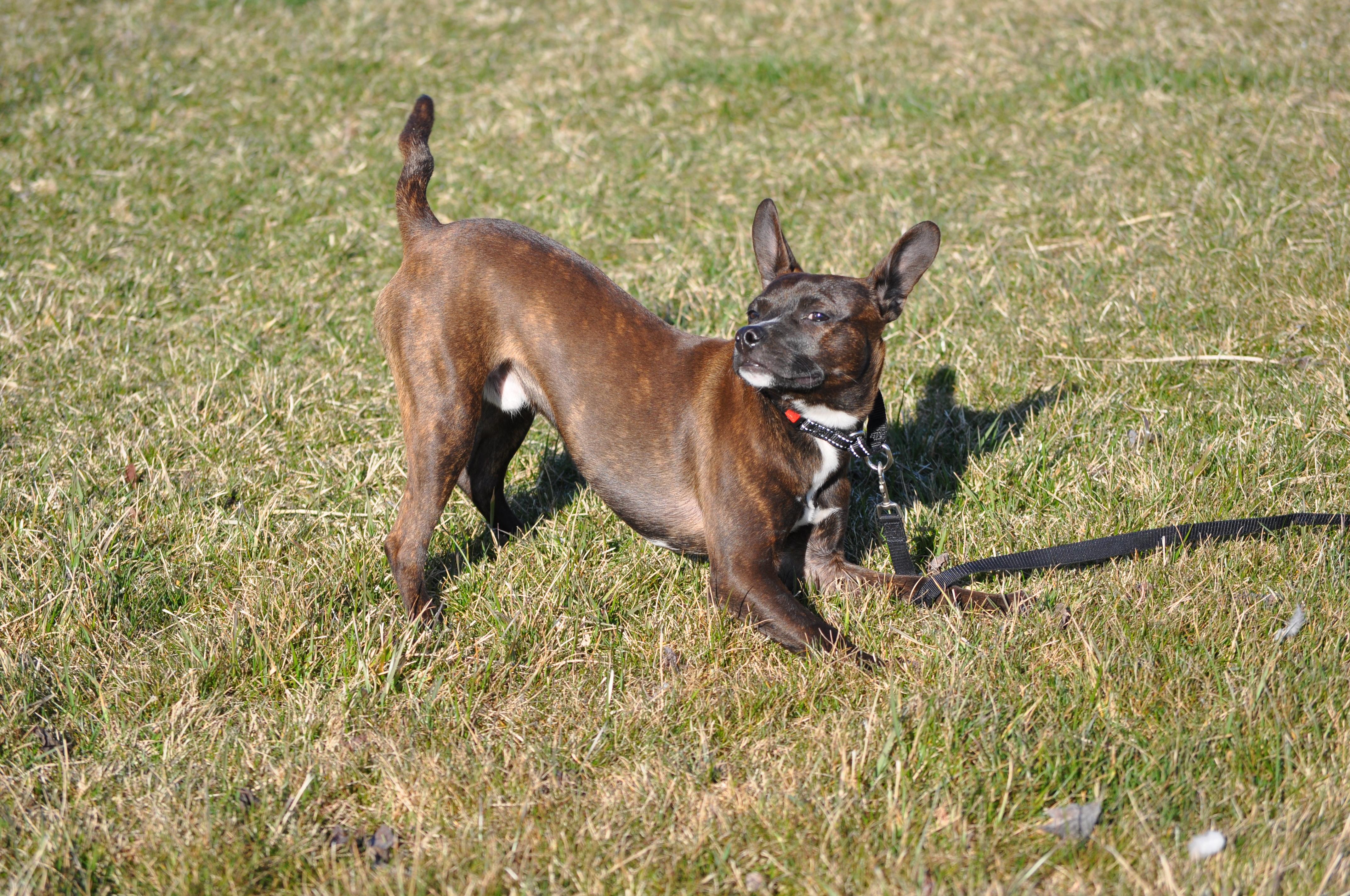 AJ, an adopted mixed breed in Union Gap, WA image 5/6