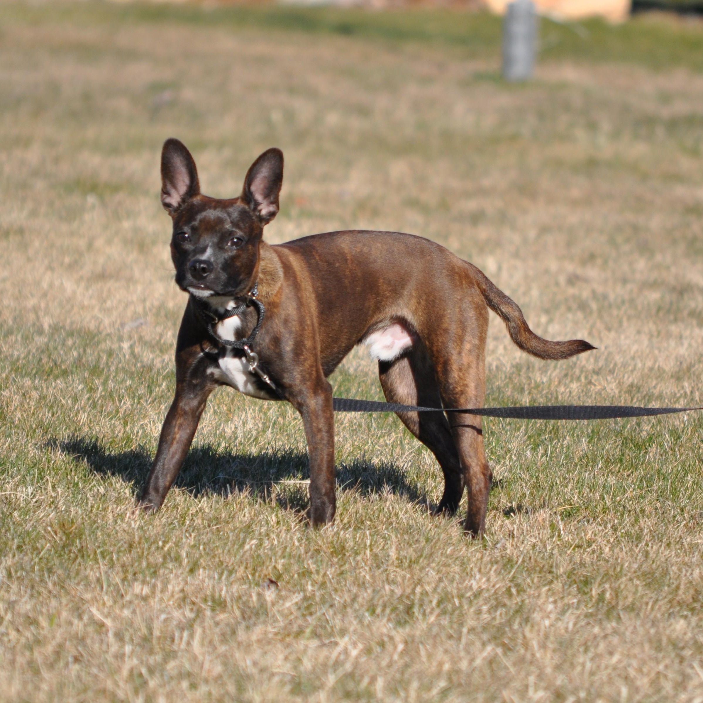 AJ, an adopted mixed breed in Union Gap, WA image 1/6