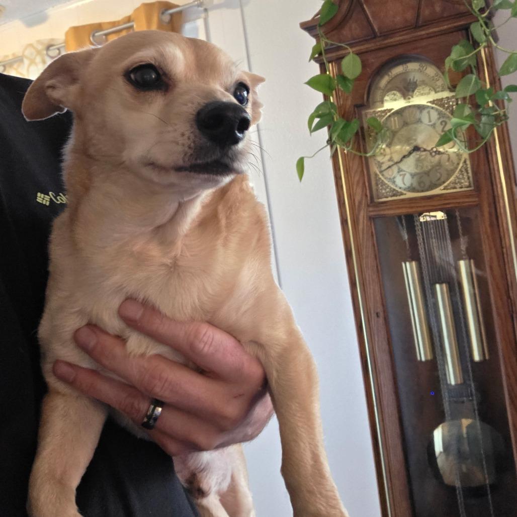 Enlarge Buddy, a Adoptable mixed breed in Coos Bay, OR image 1/3