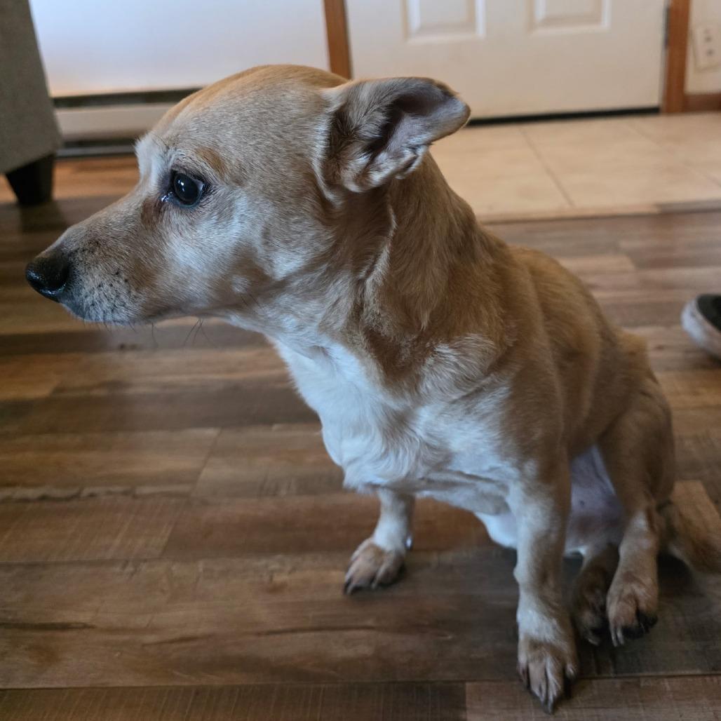 Enlarge Buddy, a Adoptable mixed breed in Coos Bay, OR image 2/3