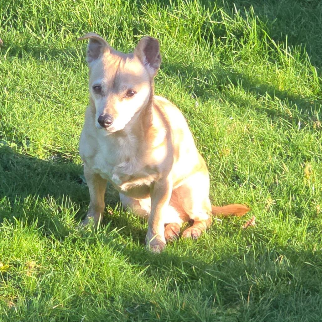 Enlarge Buddy, a Adoptable mixed breed in Coos Bay, OR image 3/3