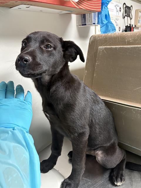 Celia -- LONGTIME RESIDENT!, ADOPTABLE, Puppy Female Labrador Retriever & German Shepherd Dog.