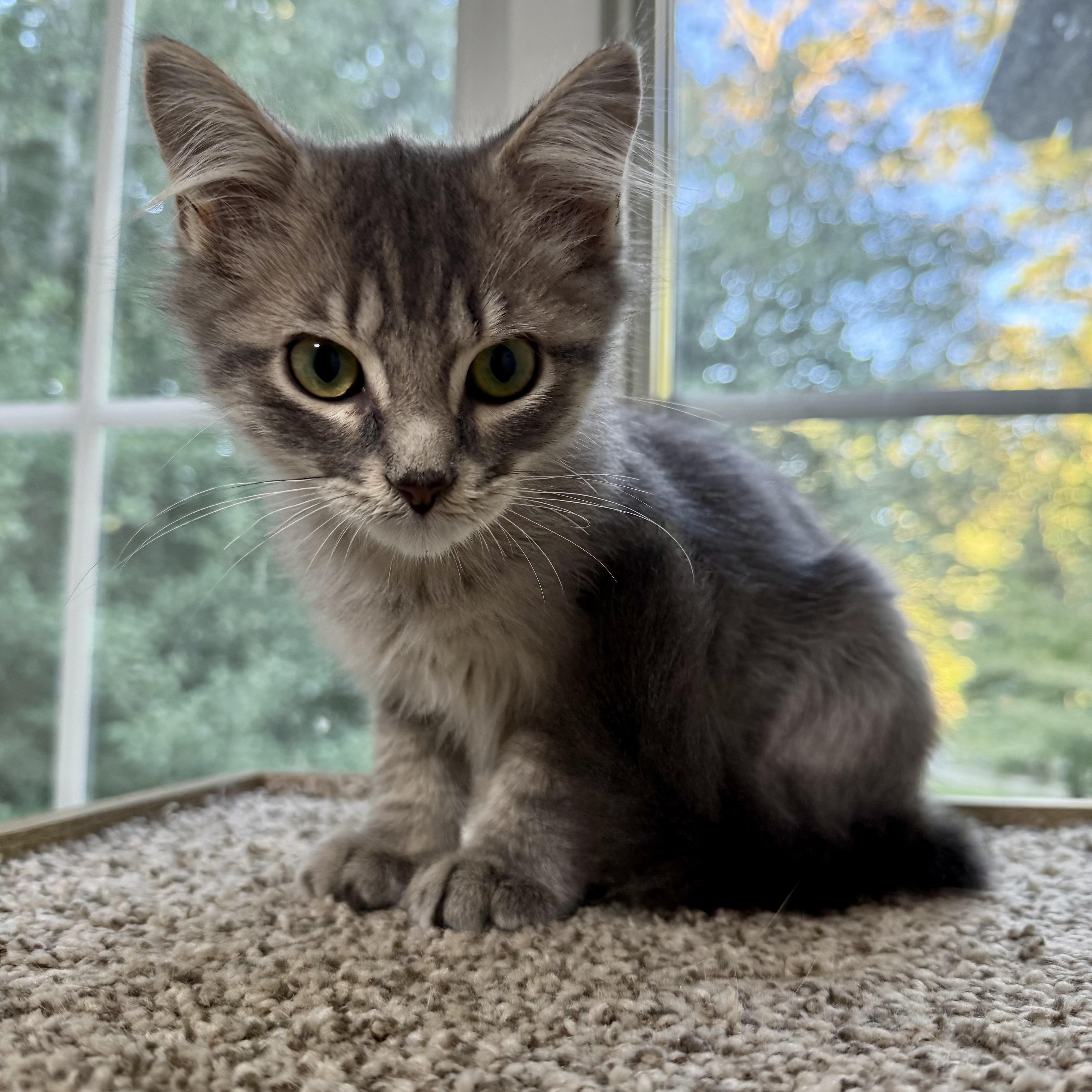 Ben Franklin, Adopted, Kitten Male Domestic Medium Hair.