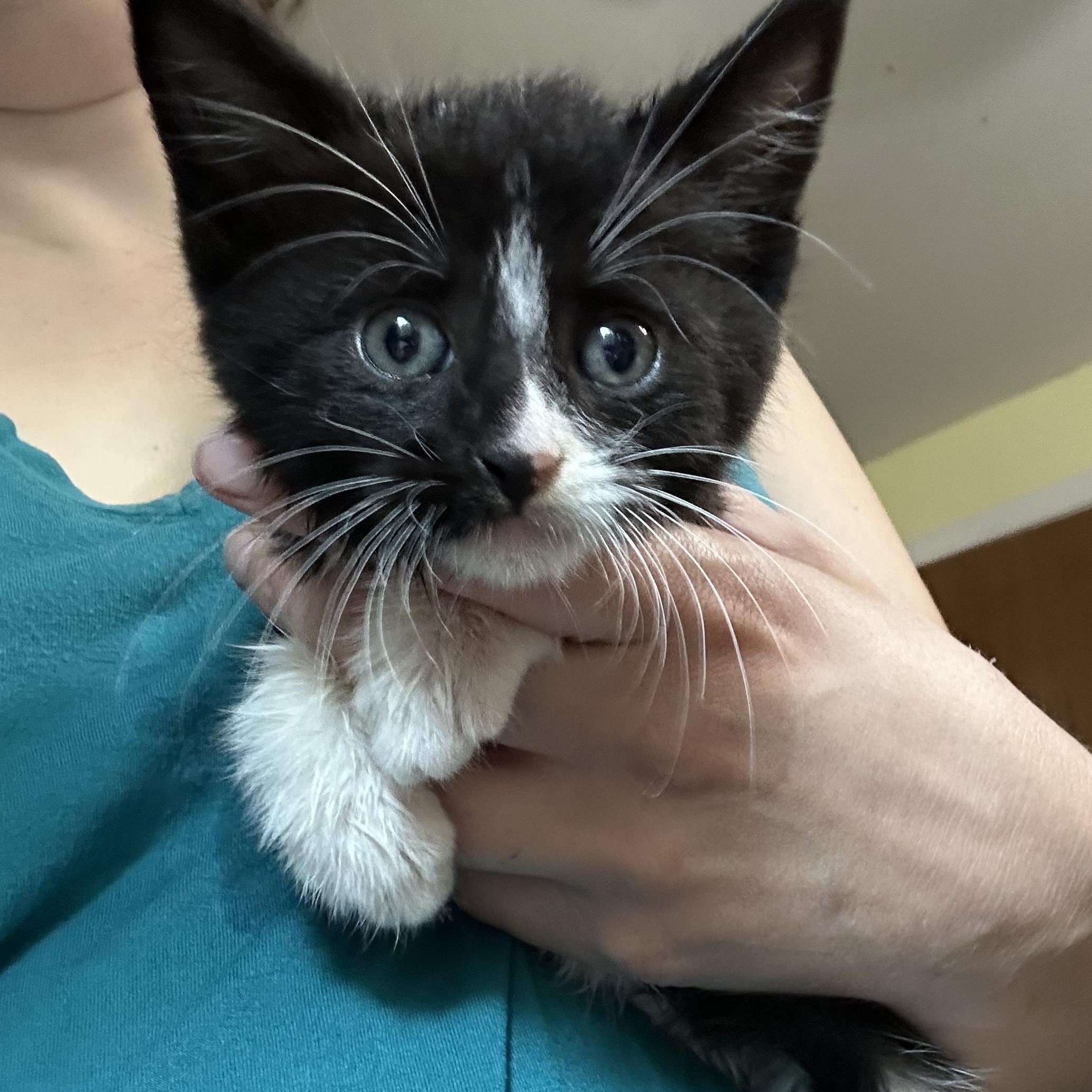 Enlarge Berry, a Adoptable Domestic Medium Hair in Ontario, NY image 1/1