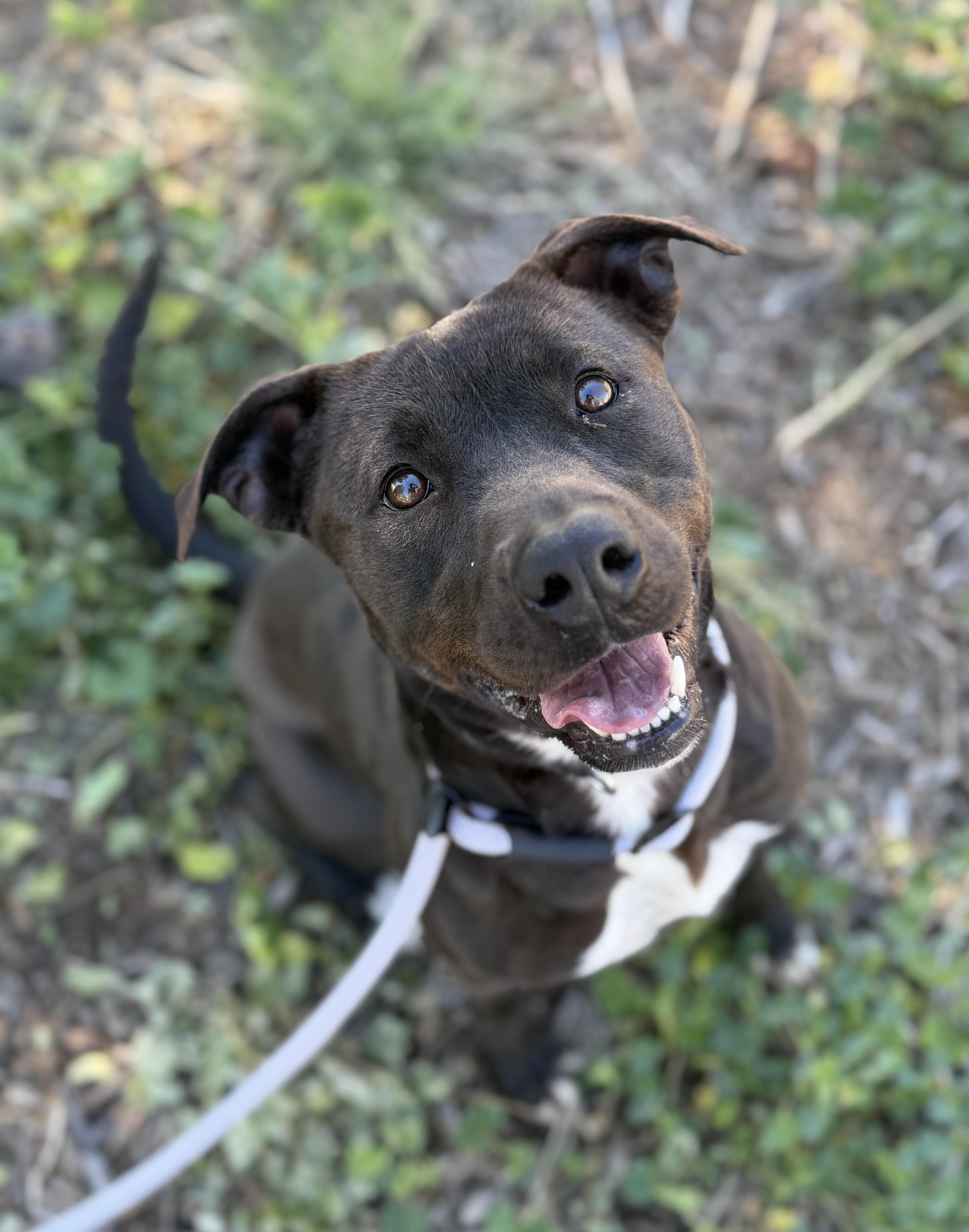 Enlarge Valerie, a ADOPTABLE mixed breed in Sierra Vista, AZ image 5/5