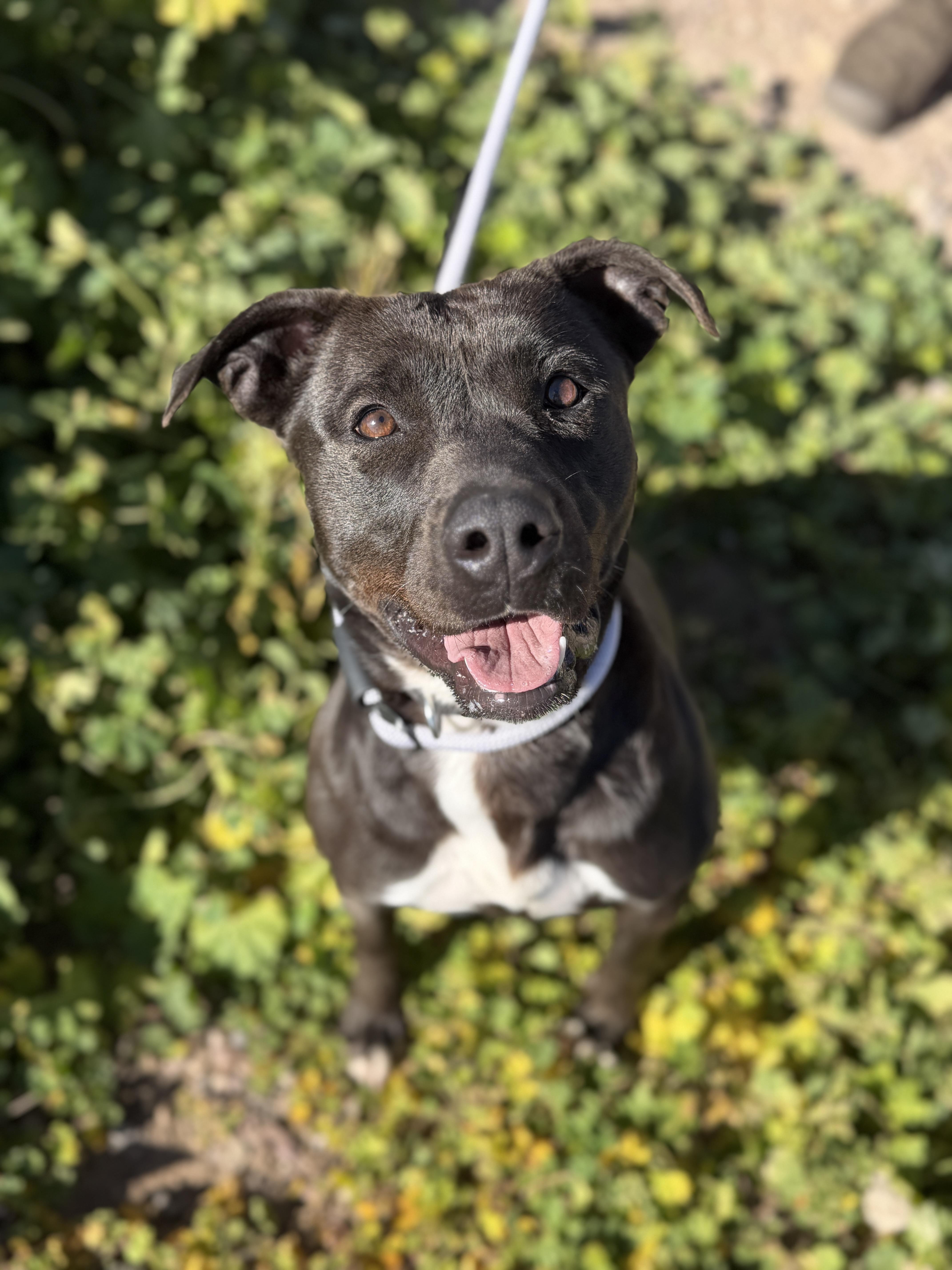 Valerie, ADOPTABLE, Adult Female Black Labrador Retriever & Pit Bull Terrier.