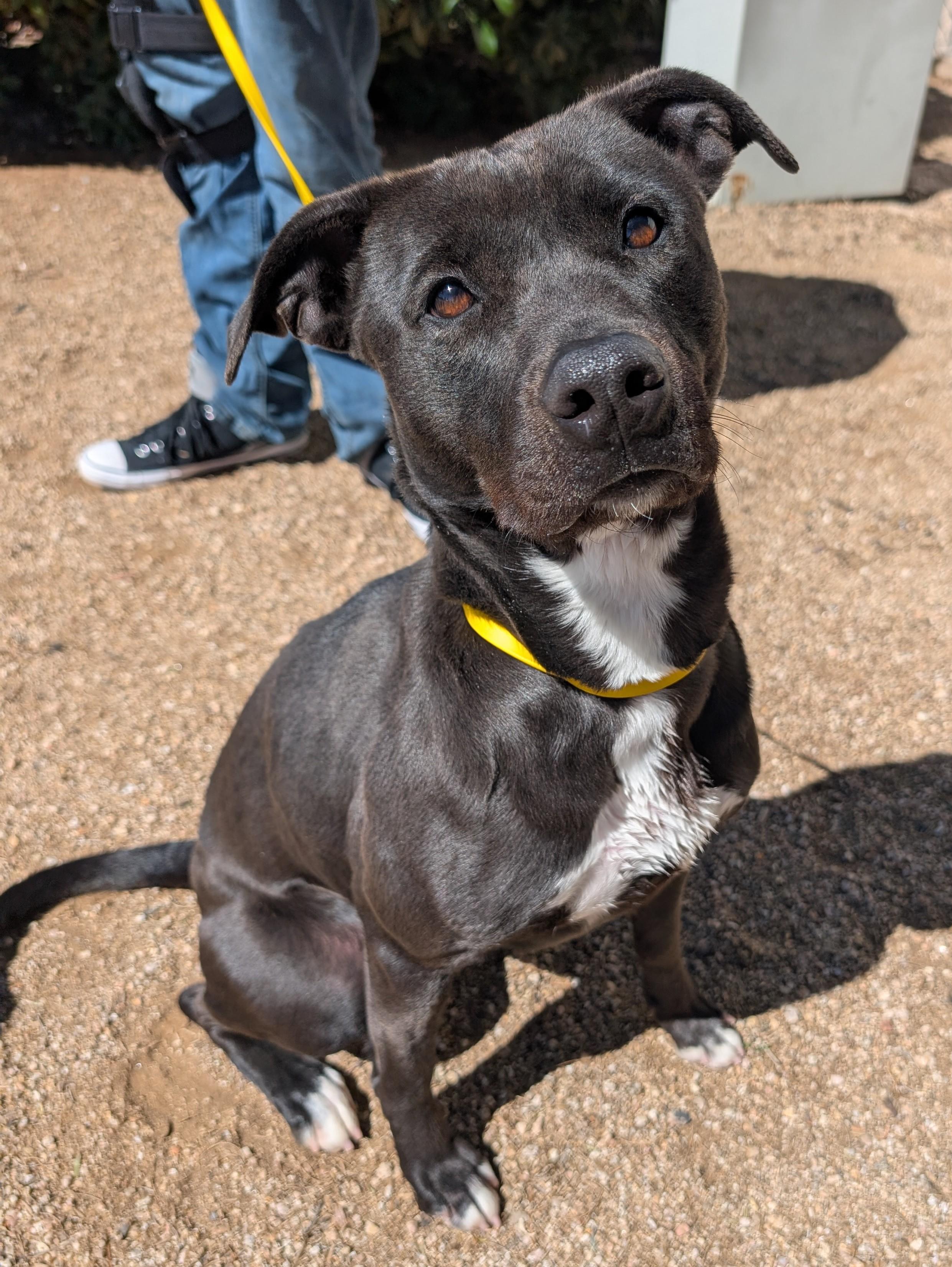 Enlarge Valerie, a ADOPTABLE mixed breed in Sierra Vista, AZ image 2/5