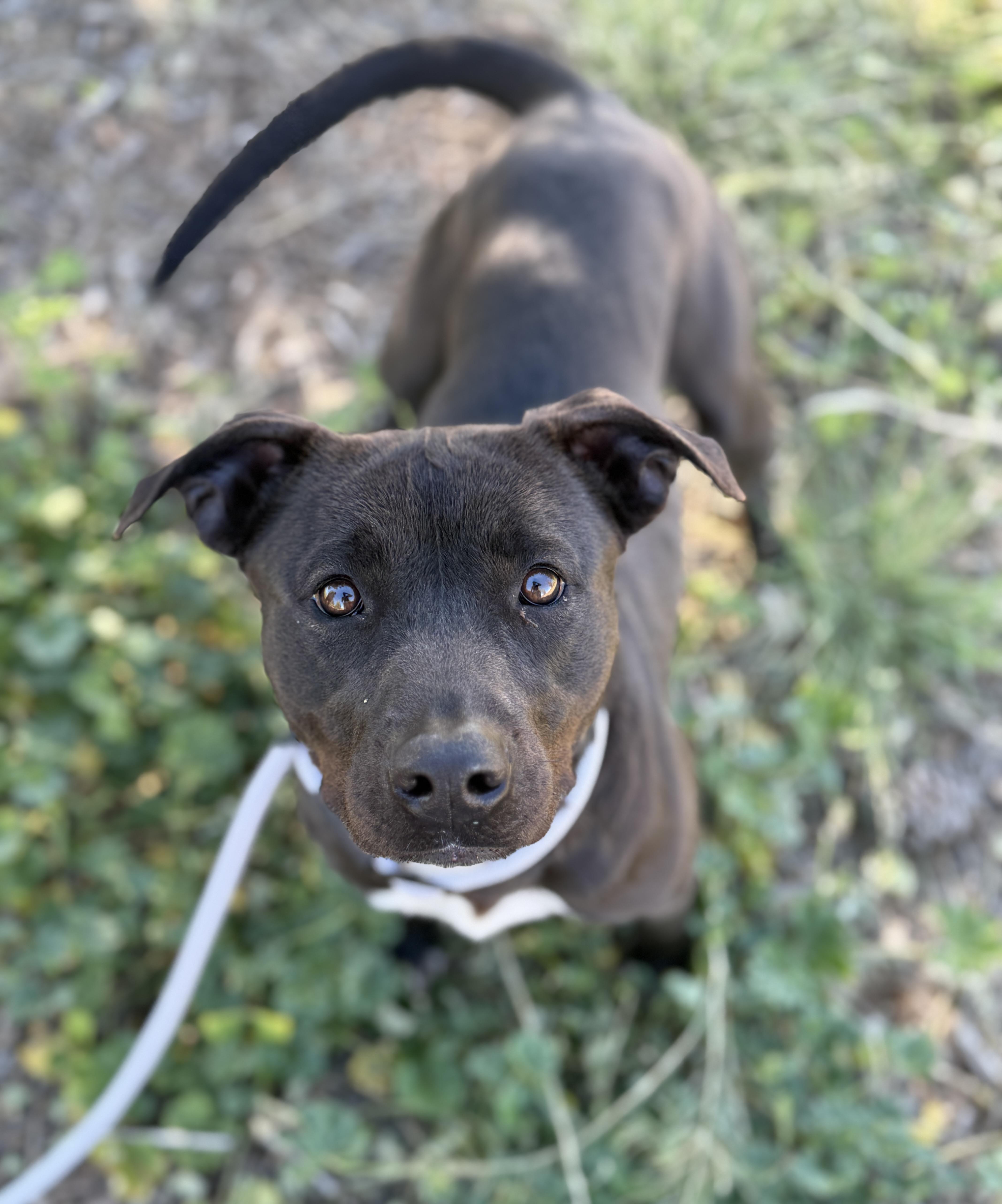 Enlarge Valerie, a ADOPTABLE mixed breed in Sierra Vista, AZ image 4/5