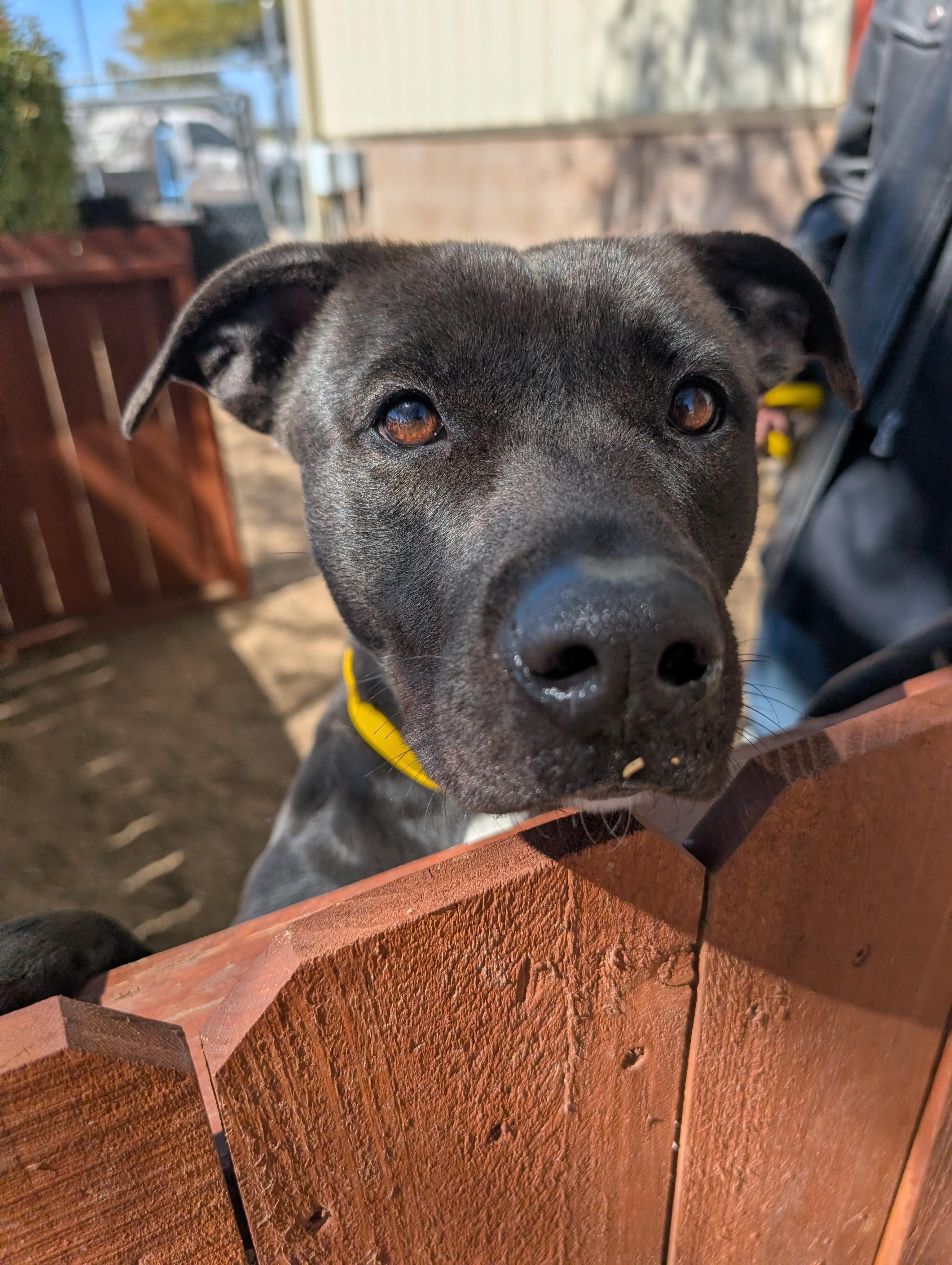 Enlarge Valerie, a ADOPTABLE mixed breed in Sierra Vista, AZ image 3/5