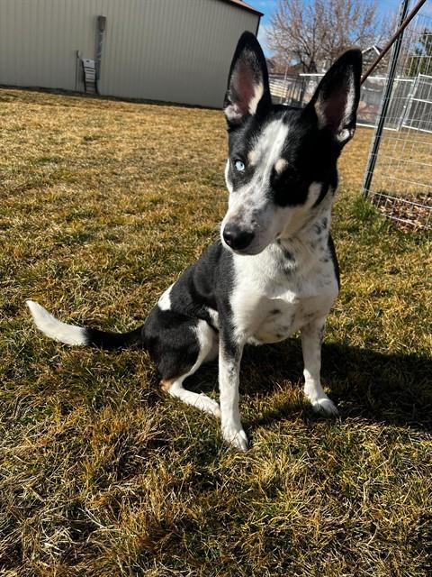MAGGIE, Adoptable, Adult Female Siberian Husky & Mixed Breed.