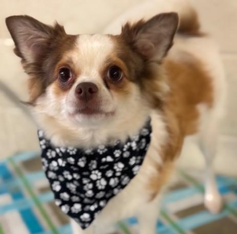 Buster, an adoptable Papillon, Chihuahua in Albany, NY, 12205 | Photo Image 3