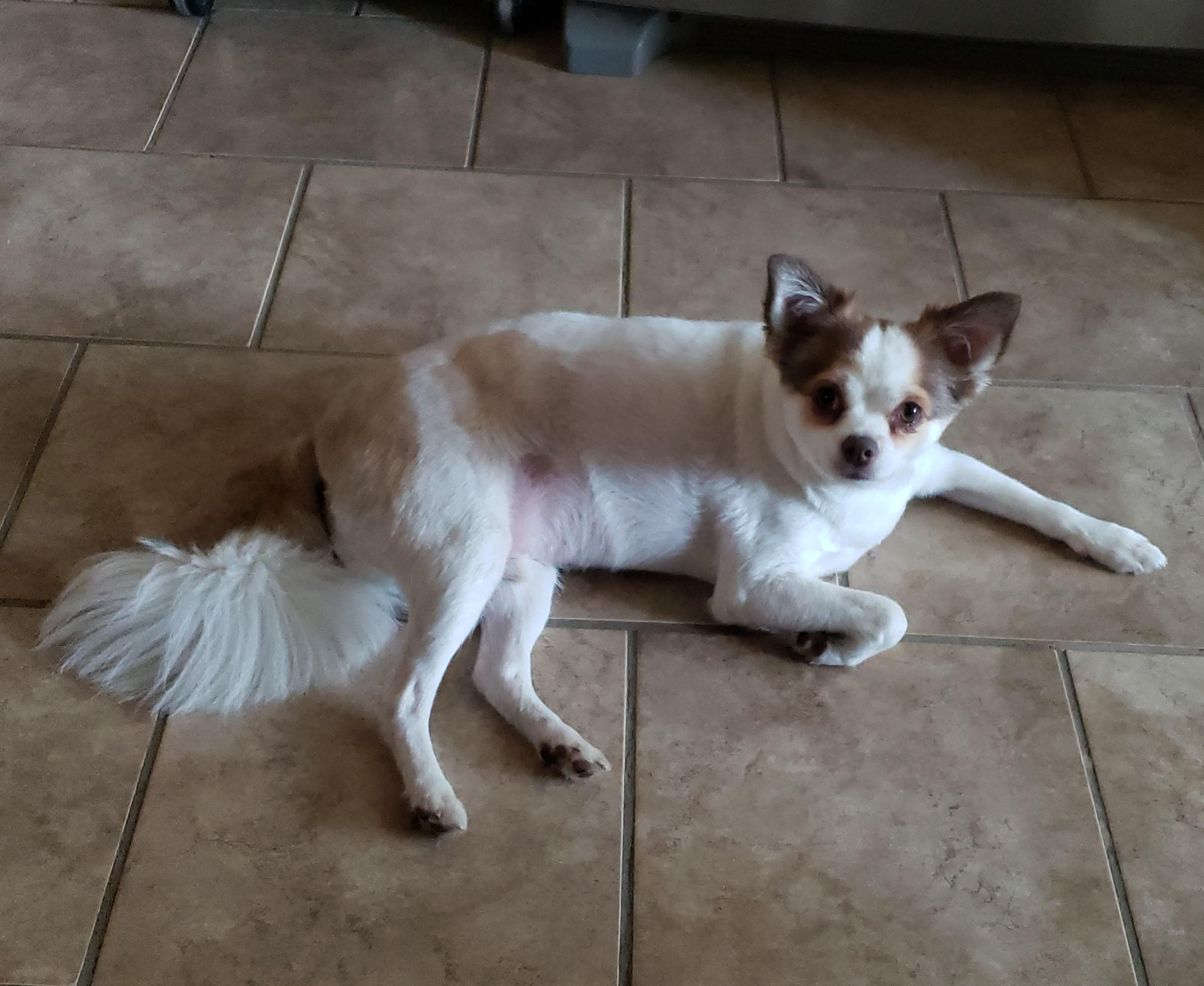 Buster, an adoptable Papillon, Chihuahua in Albany, NY, 12205 | Photo Image 2