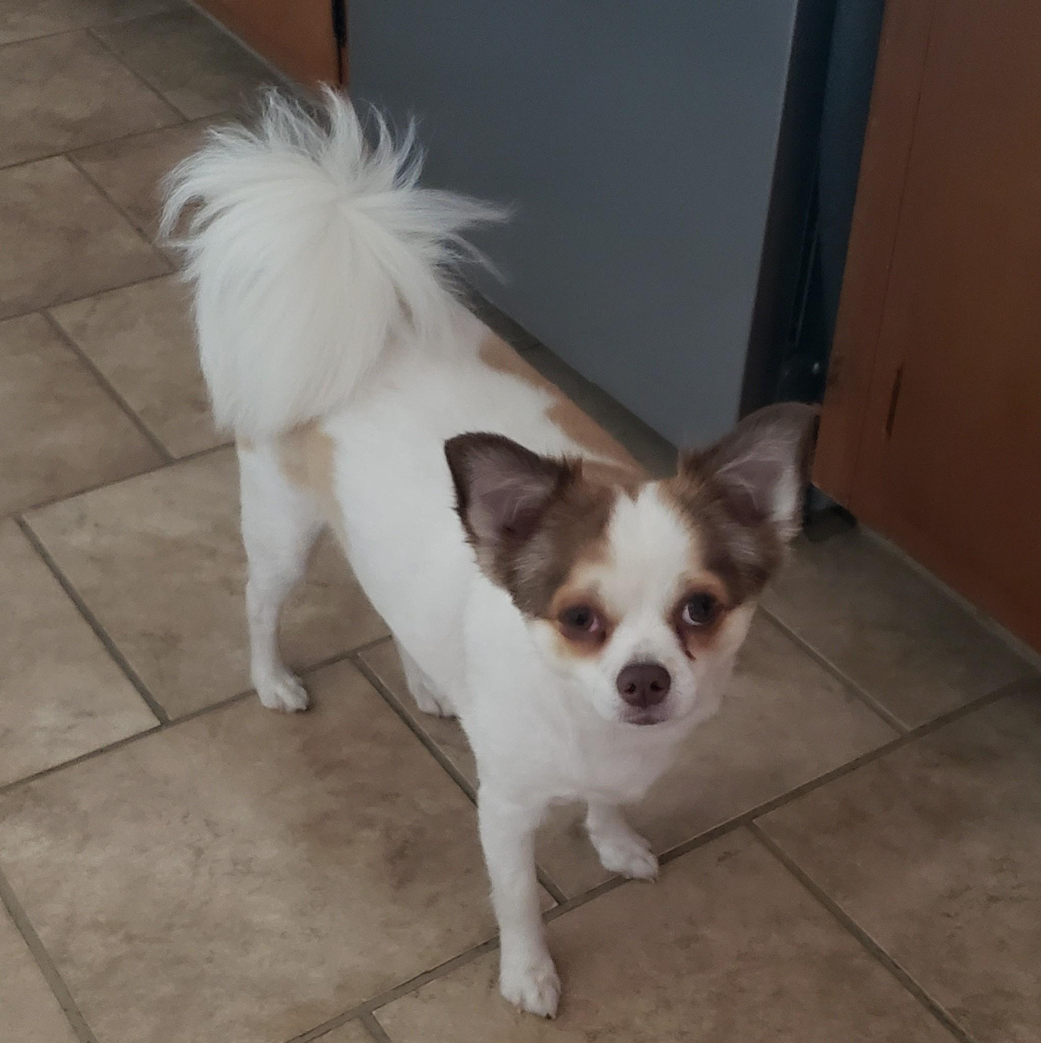 Buster, an adoptable Papillon, Chihuahua in Albany, NY, 12205 | Photo Image 5