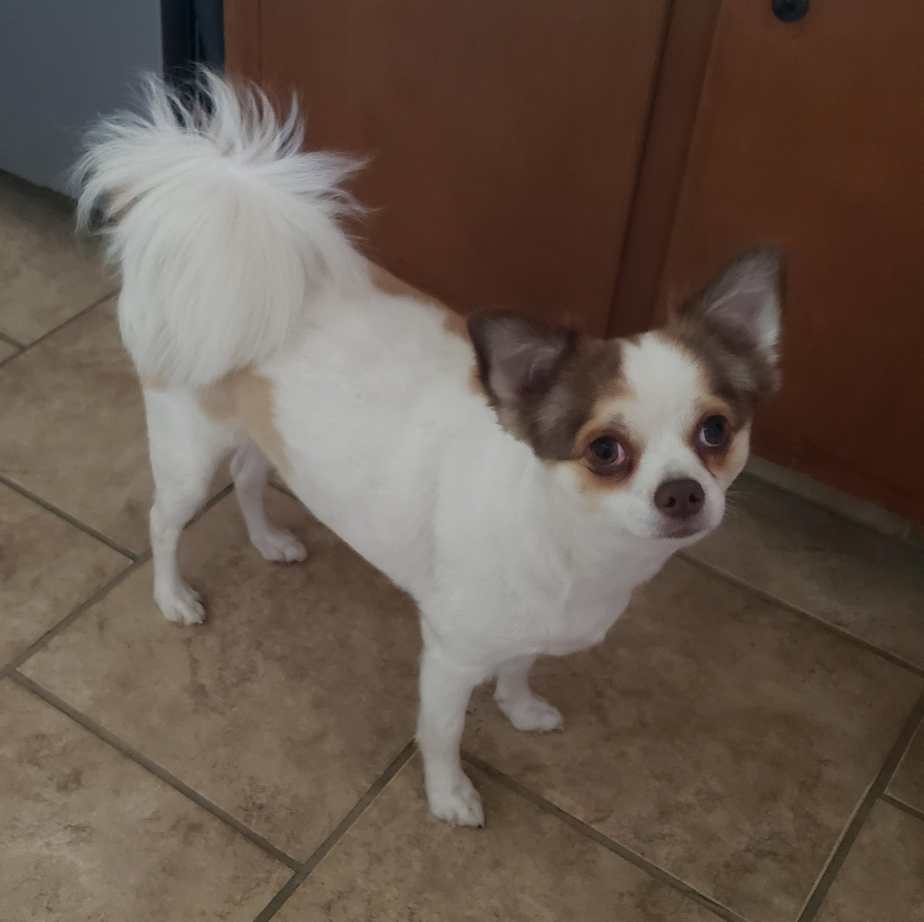 Buster, an adoptable Papillon, Chihuahua in Albany, NY, 12205 | Photo Image 1