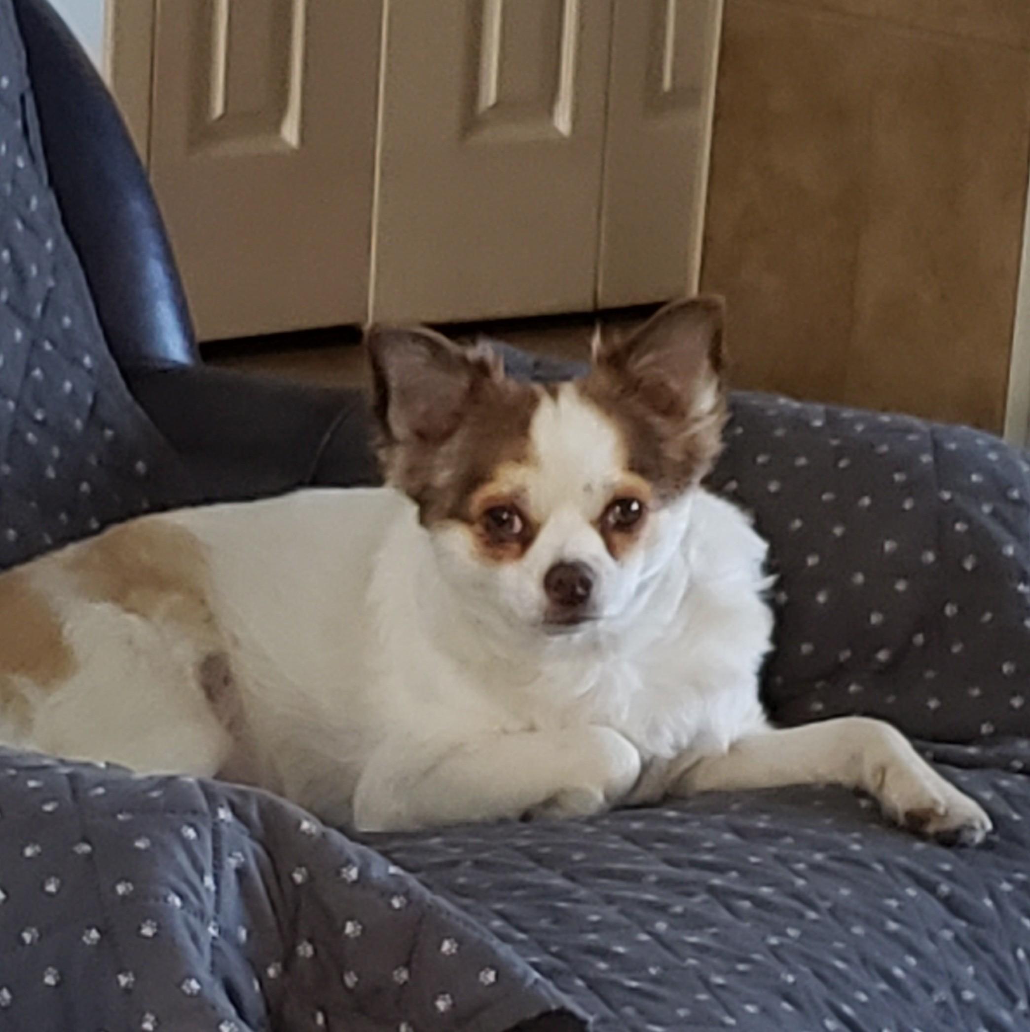 Buster, an adoptable Papillon, Chihuahua in Albany, NY, 12205 | Photo Image 1