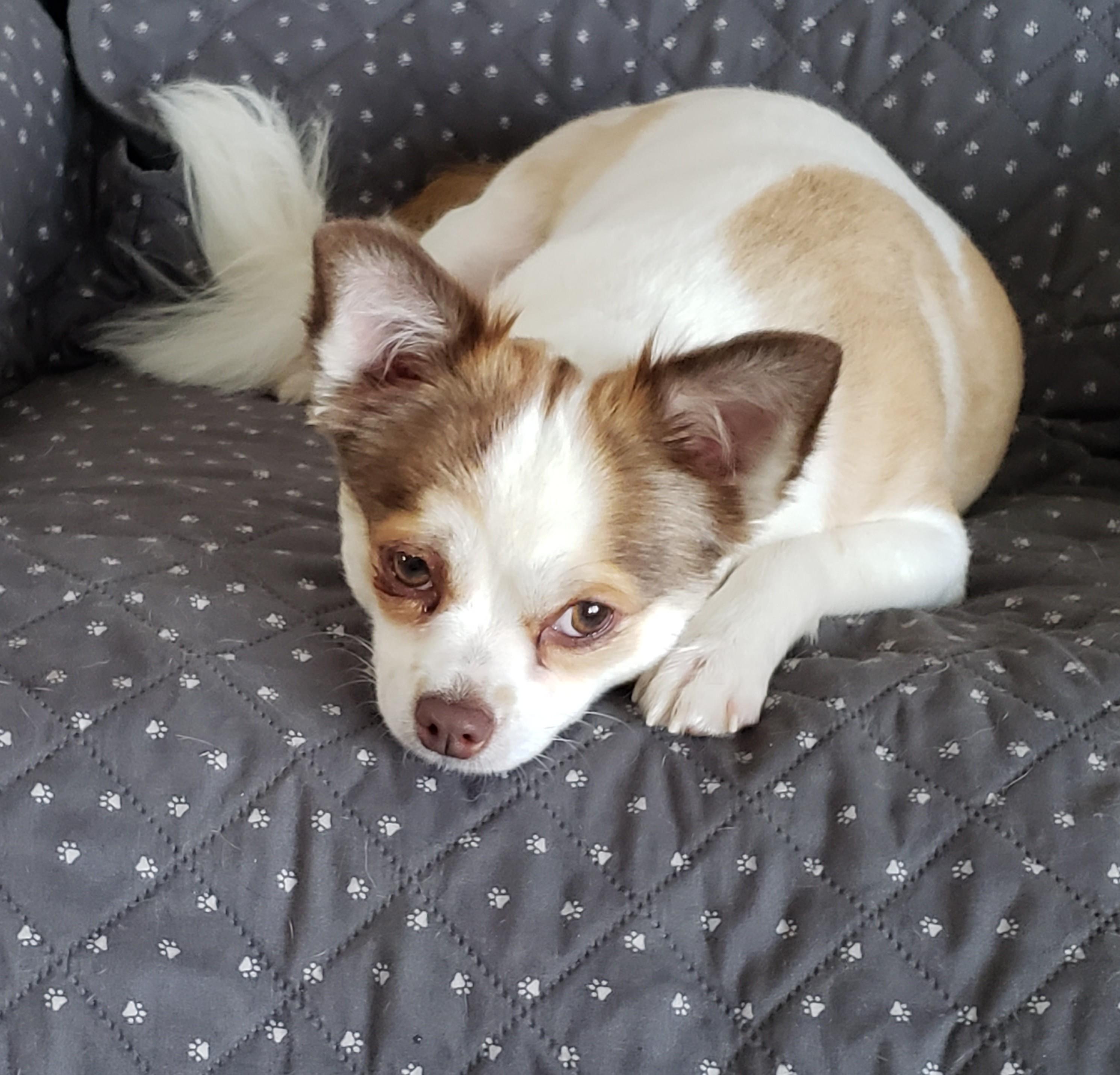 Buster, an adoptable Papillon, Chihuahua in Albany, NY, 12205 | Photo Image 6