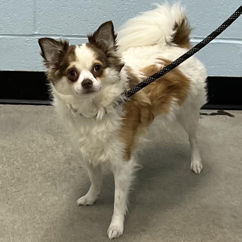 Buster, an adoptable Papillon, Chihuahua in Albany, NY, 12205 | Photo Image 4