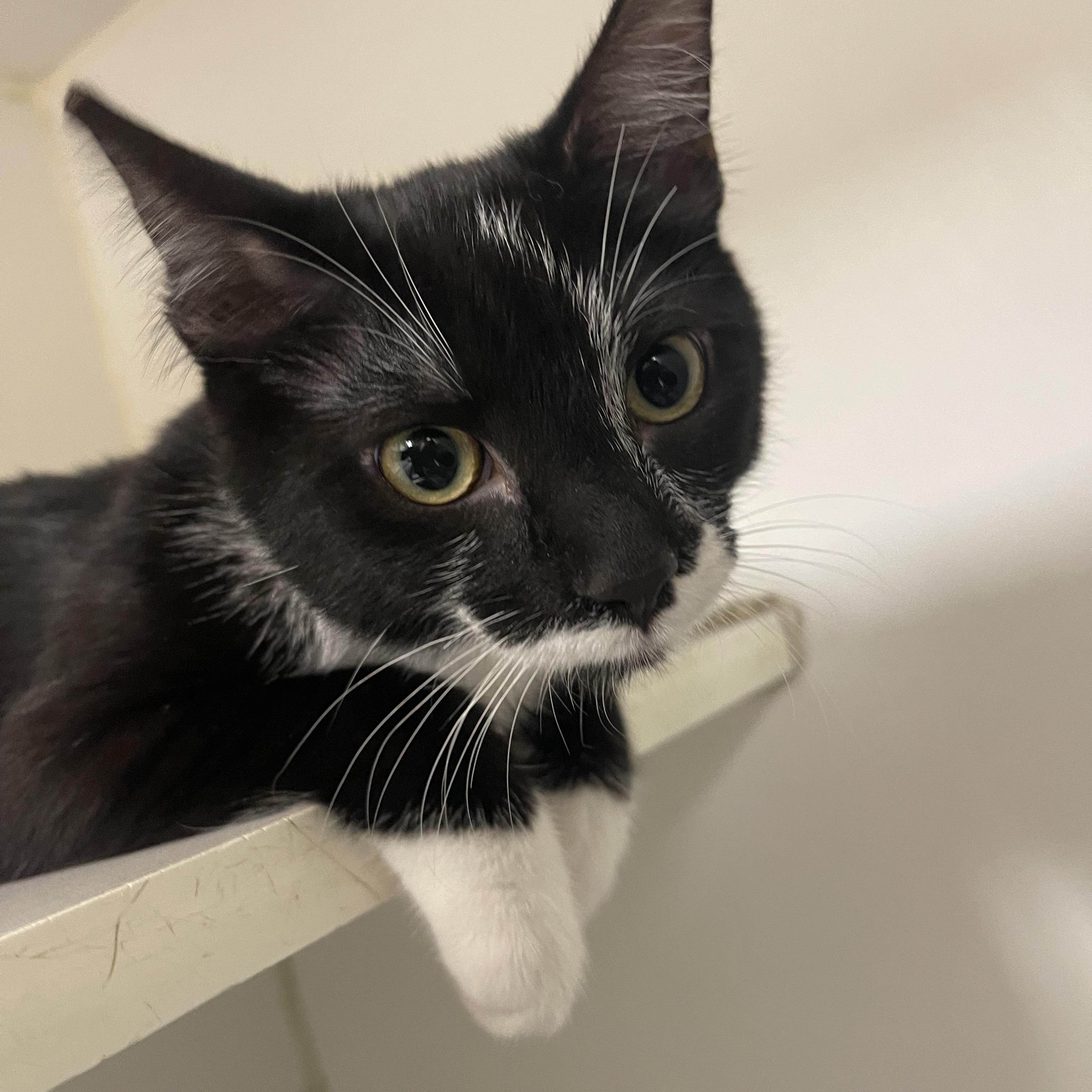 Enlarge Vortex, an adopted Domestic Short Hair in North Kansas City, MO image 1/3