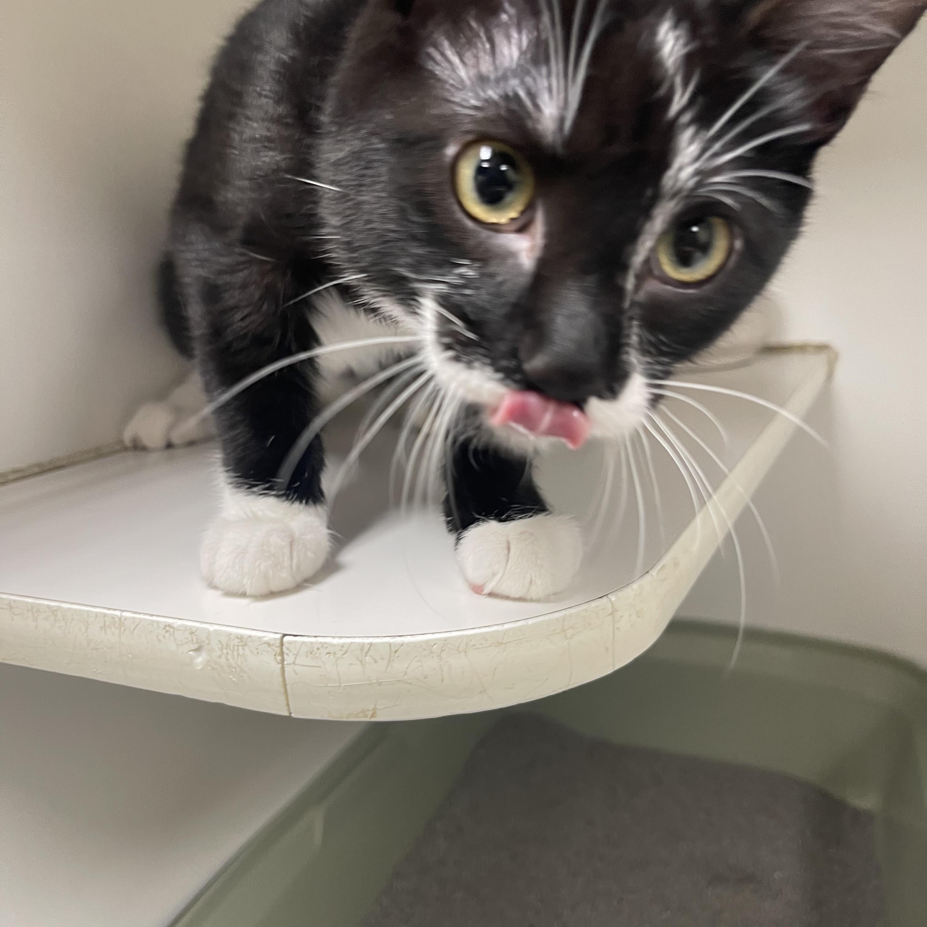 Enlarge Vortex, an adopted Domestic Short Hair in North Kansas City, MO image 2/3