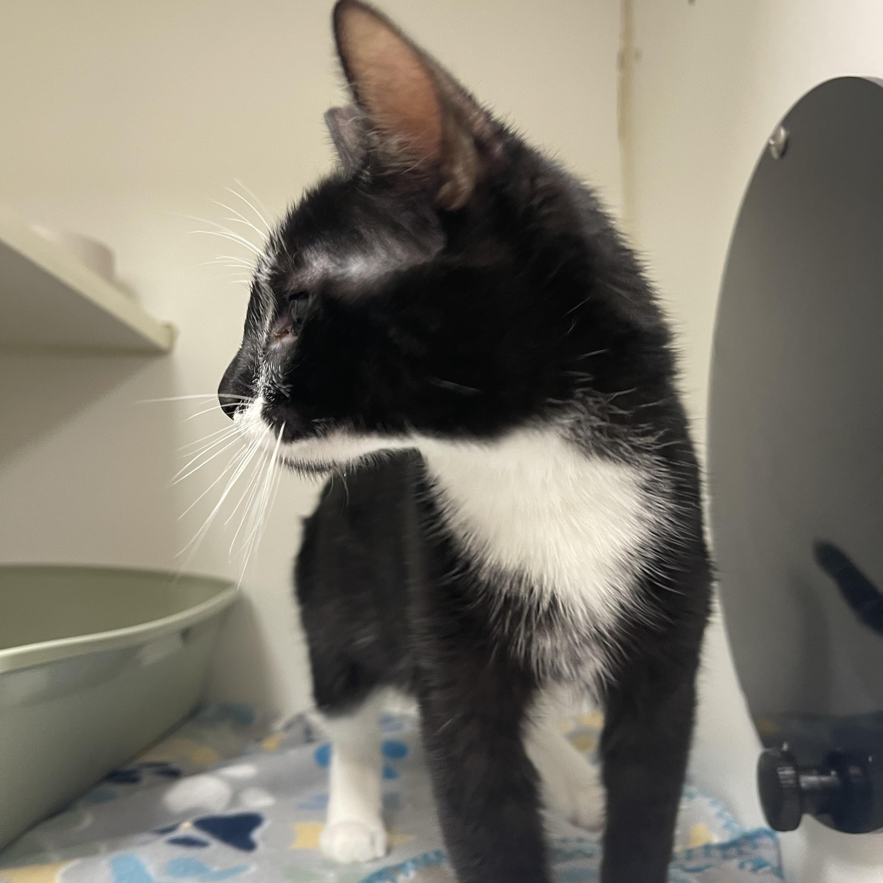 Enlarge Vortex, an adopted Domestic Short Hair in North Kansas City, MO image 3/3