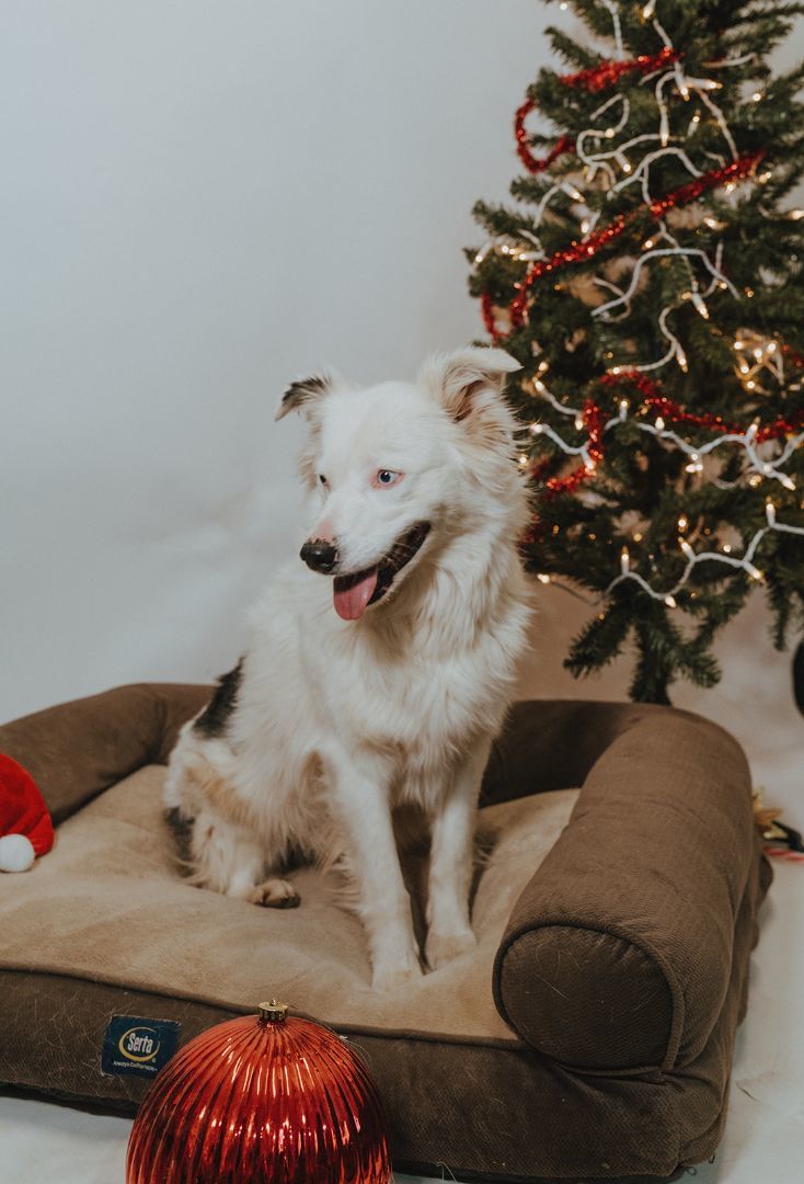 Willow, Adoptable, Adult Female Australian Shepherd.