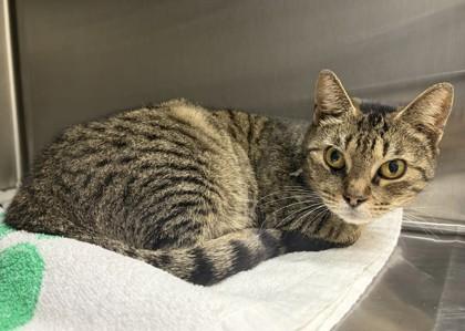 Plaid, Adoptable, Adult Female Domestic Short Hair.