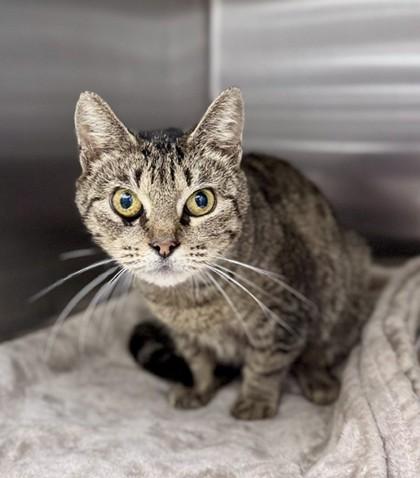 Plaid at PetSmart in Athens, GA, Adoptable, Adult Female Domestic Short Hair.