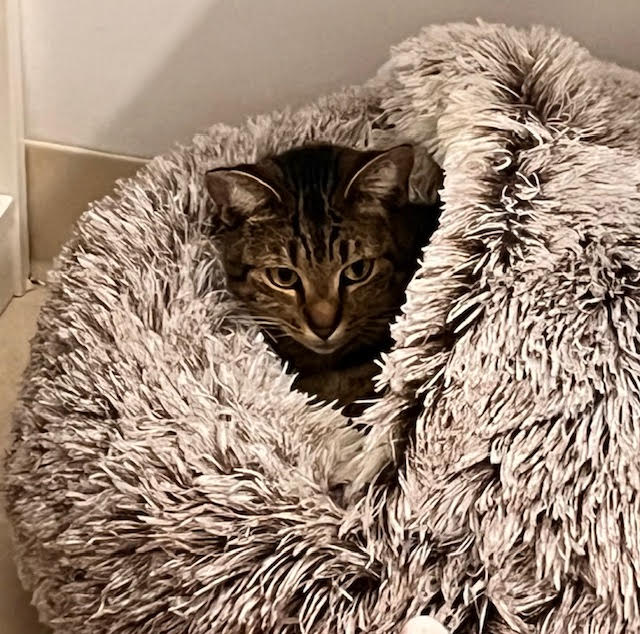 Enlarge TRUDY, a Adopted mixed breed in Clearwater, FL image 3/4