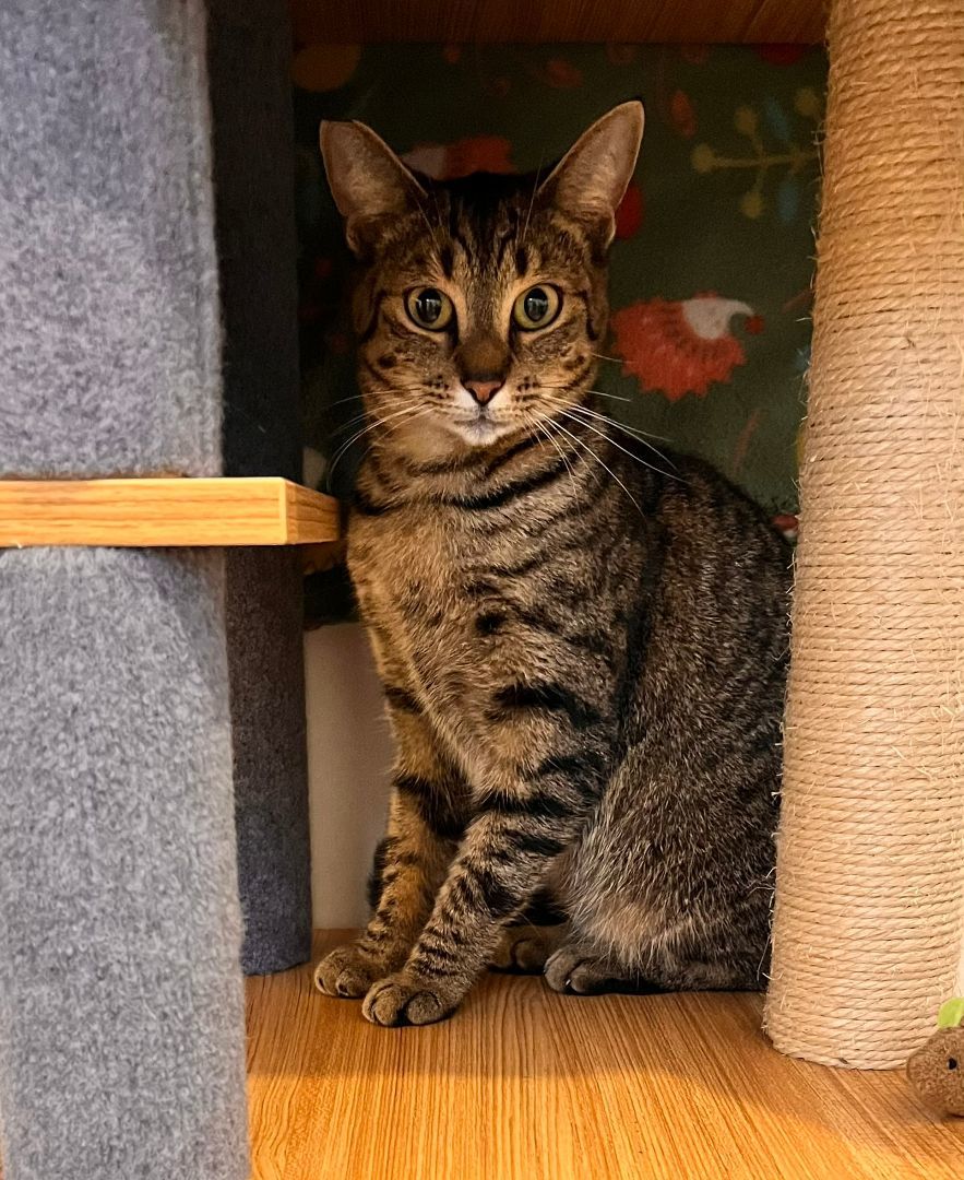 Enlarge TRUDY, a Adopted mixed breed in Clearwater, FL image 4/4