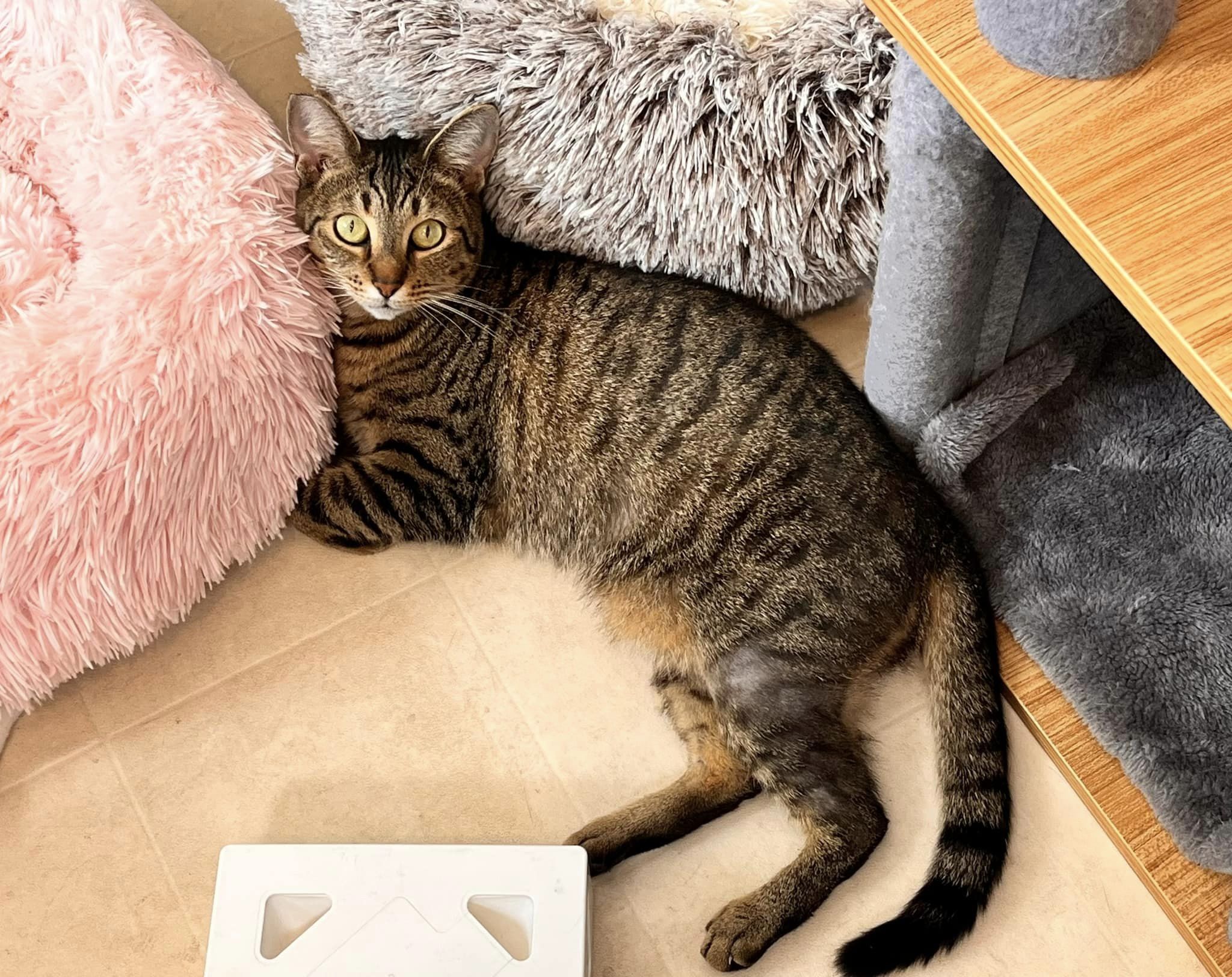 Enlarge TRUDY, a Adopted mixed breed in Clearwater, FL image 2/4