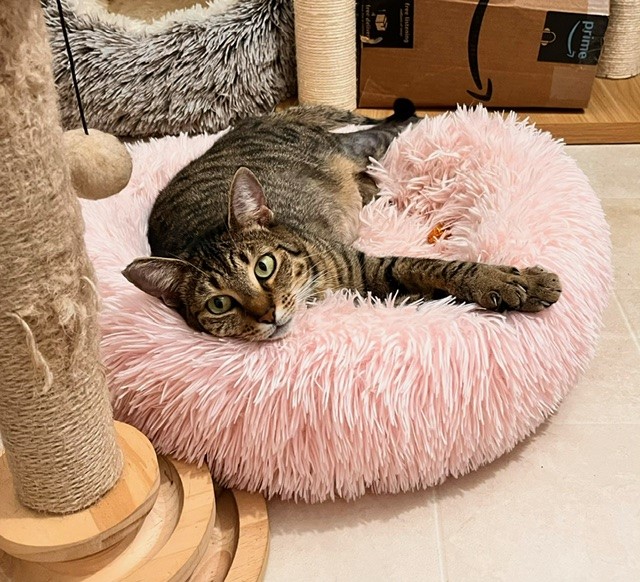 TRUDY, Adopted, Adult Female Domestic Short Hair & Tabby.