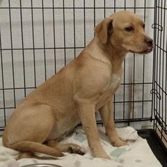 Tawny photo 3