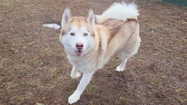 ZA, Adoptable, Young Male Siberian Husky.