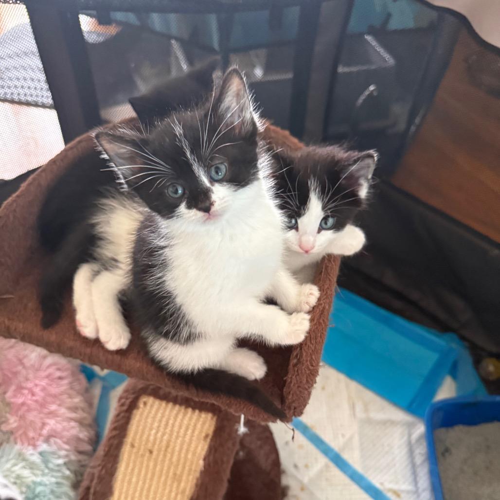 Lightning, Adoptable, Kitten Female Domestic Short Hair.