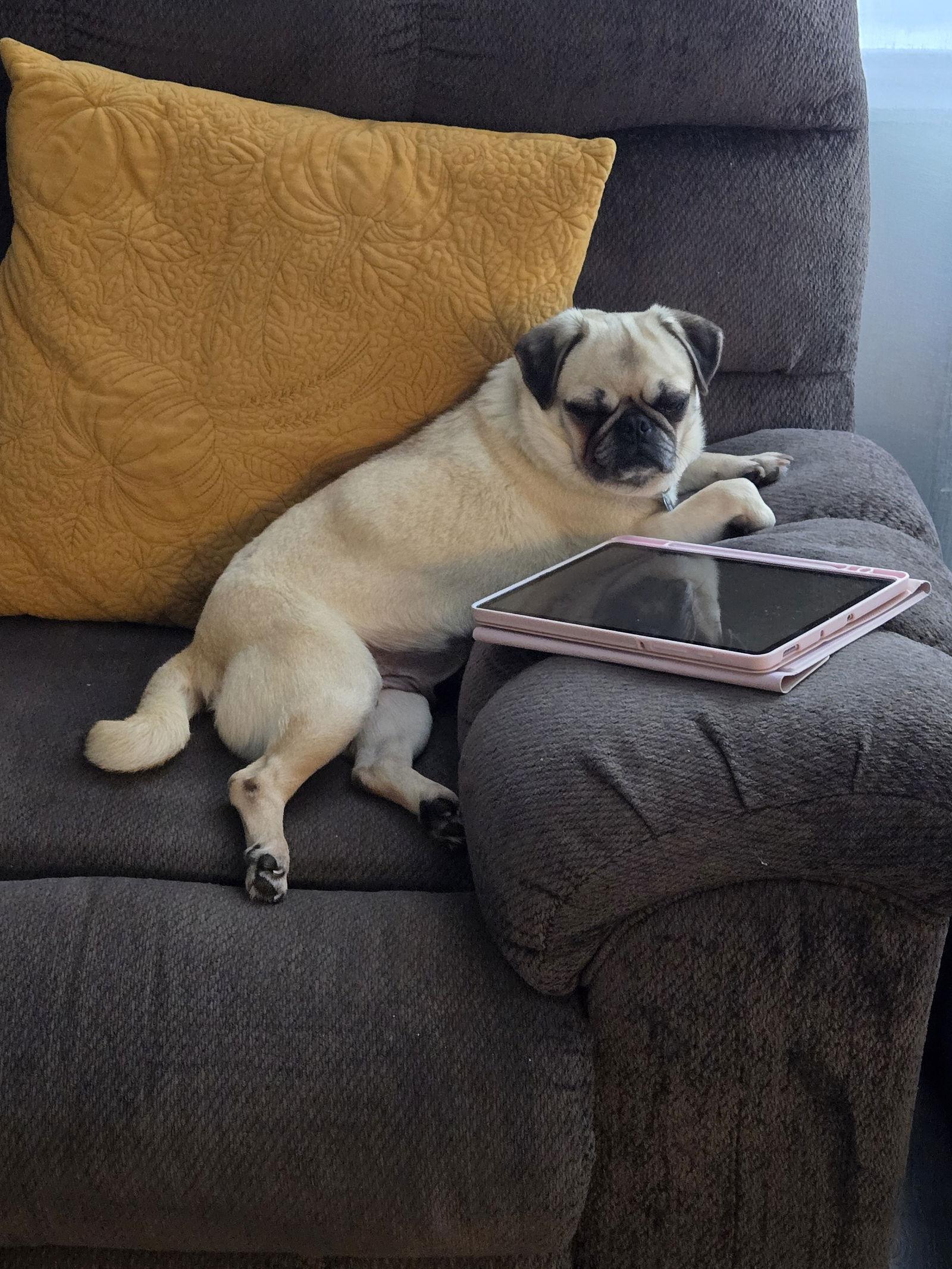 Sweet Pea 4467, Adopted, Adult Female Pug.