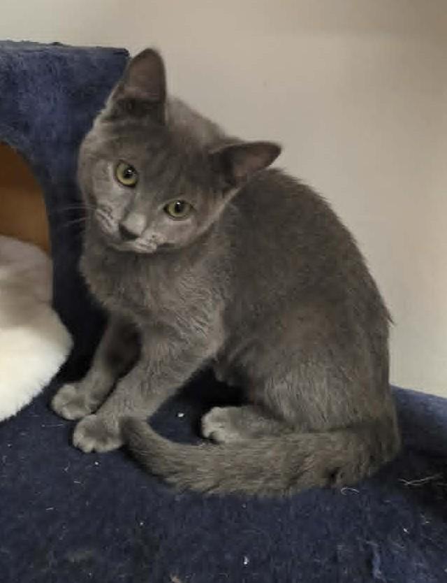 Enlarge Blaire, a Adoptable Domestic Short Hair in Fulton, NY image 3/3