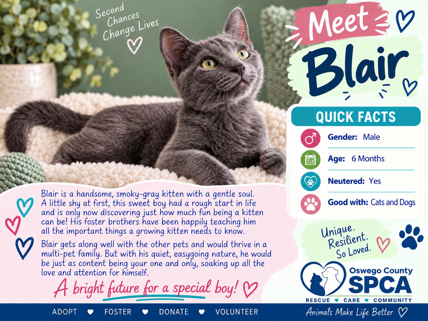 Blaire, Adoptable, Young Male Domestic Short Hair.