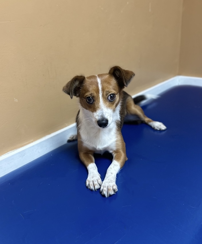Nini, a Adopted mixed breed in Hialeah, FL image 1/2