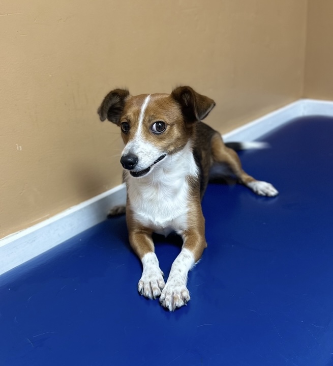 Nini, a Adopted mixed breed in Hialeah, FL image 2/2