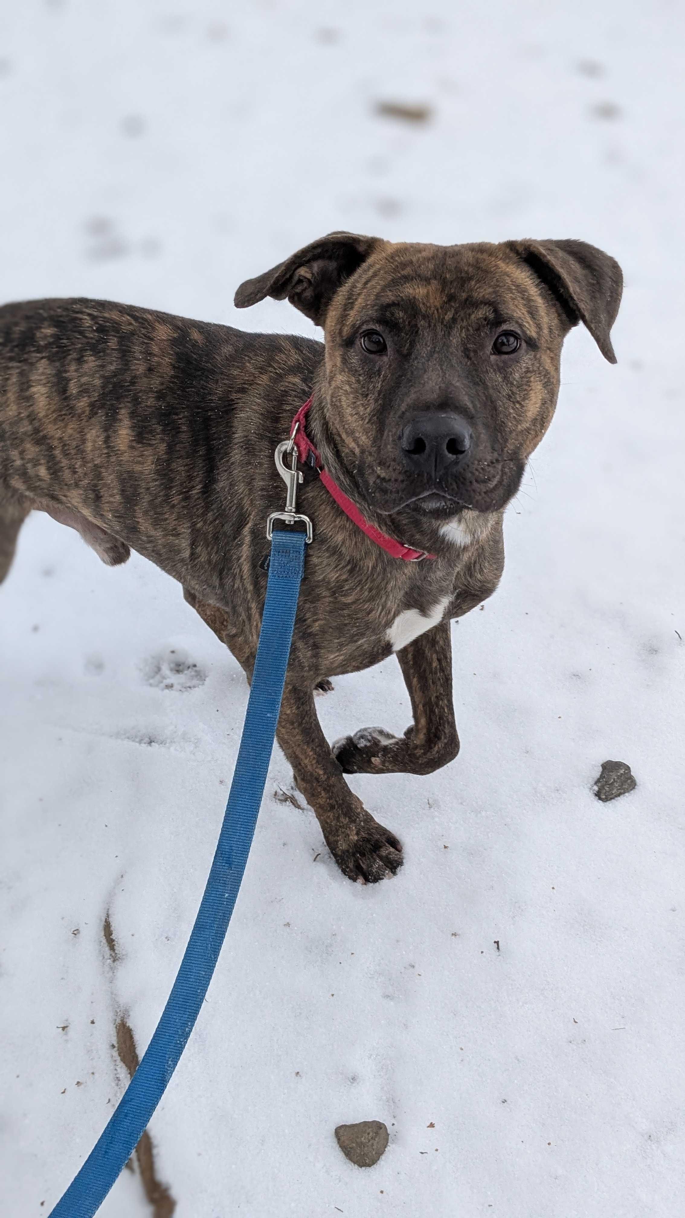 Axel
