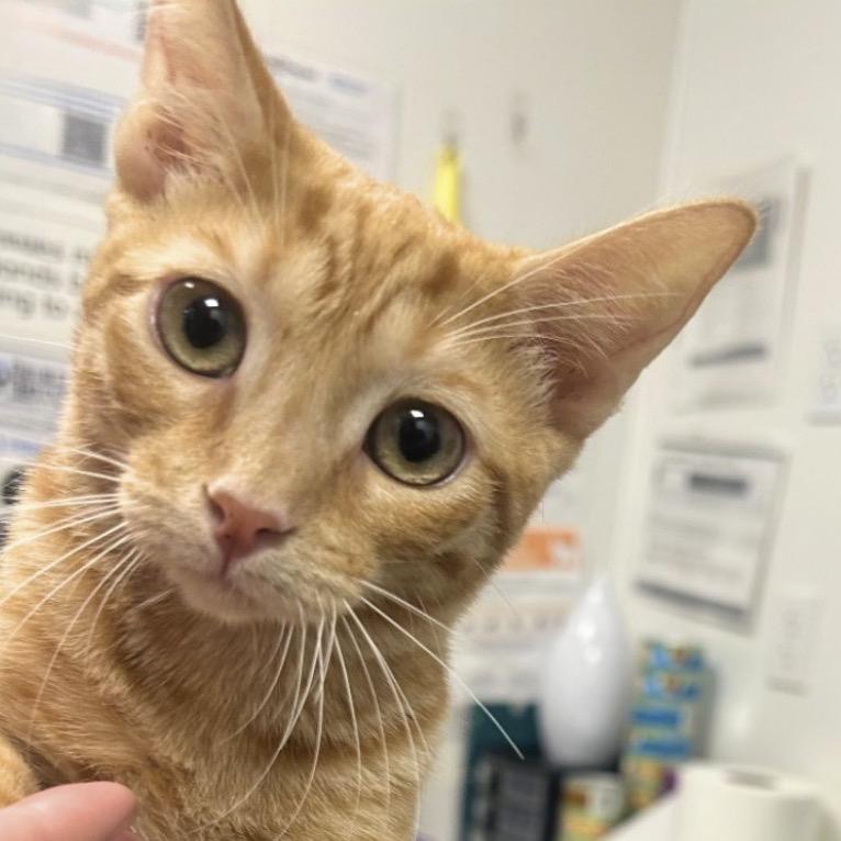 Enlarge Apricot, a Adoptable Domestic Short Hair in Hemet, CA image 2/3