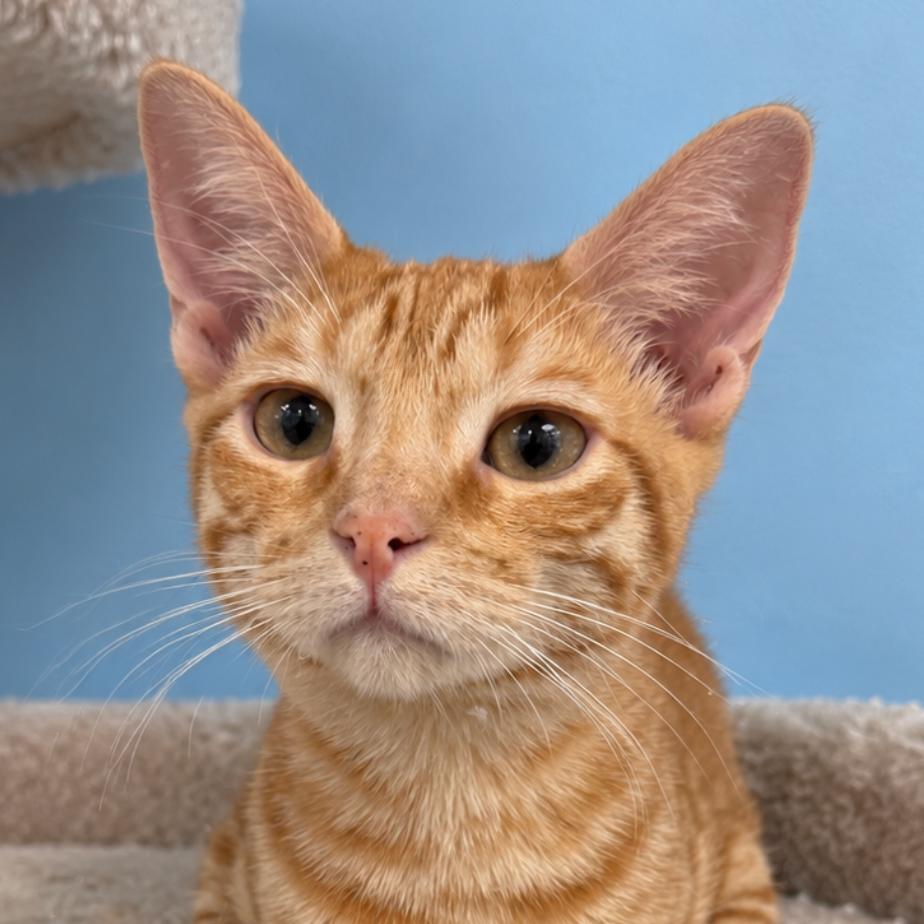 Enlarge Apricot, a Adoptable Domestic Short Hair in Hemet, CA image 3/3