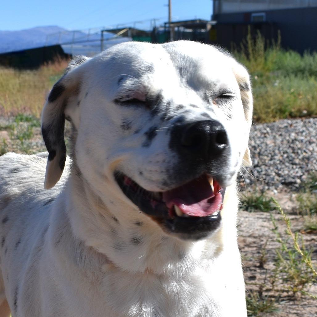Poncho, a Adoptable mixed breed in Rifle, CO image 1/6