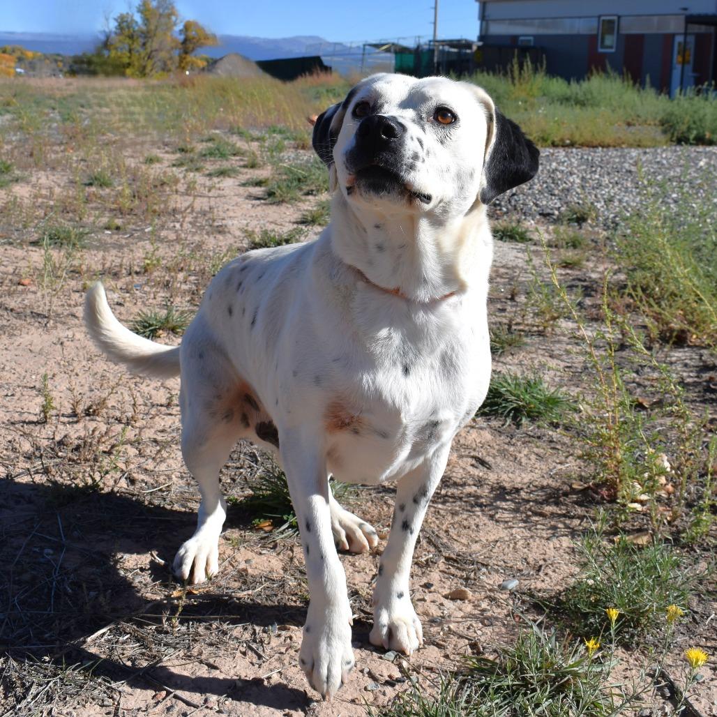 Poncho, a Adoptable mixed breed in Rifle, CO image 2/6